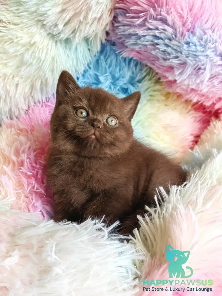 Nastya British Shorthair female chocolate - live animals