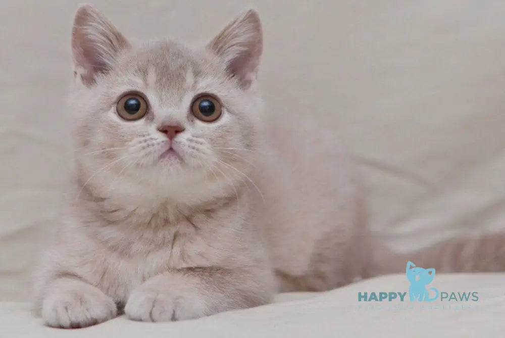 Nastyasha British Shorthair female lilac ticked tabby live animals