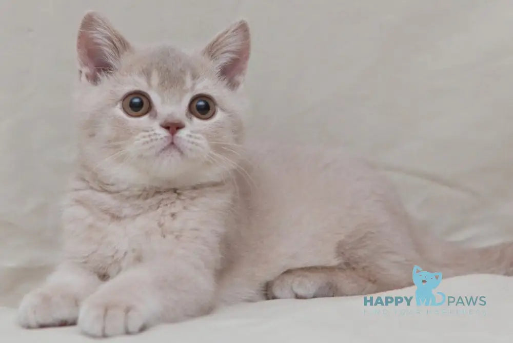 Nastyasha British Shorthair female lilac ticked tabby live animals