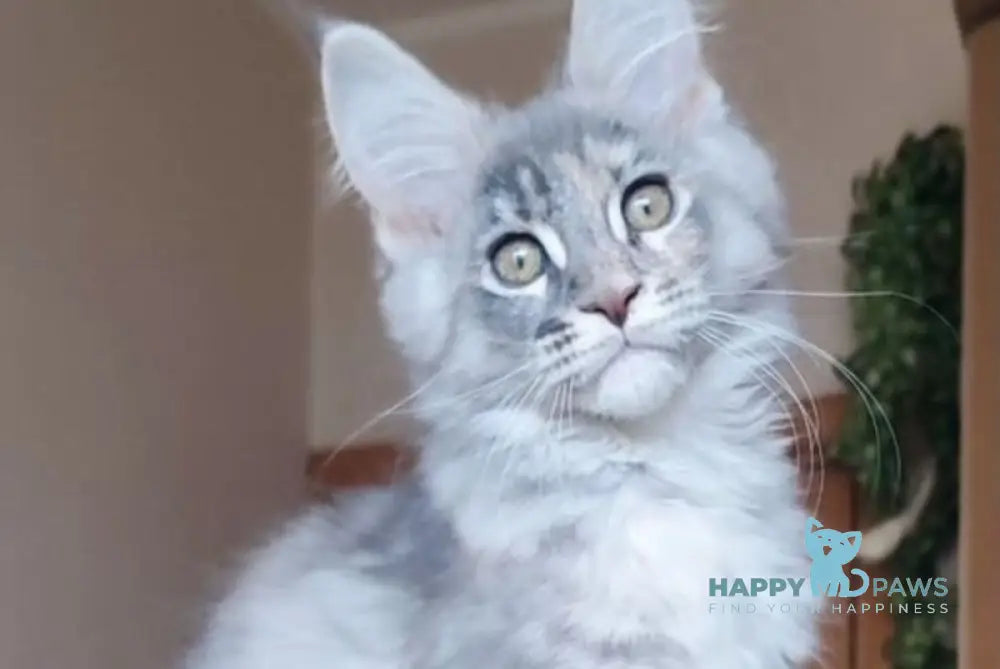 Nata Maine Coon female blue tortie live animals