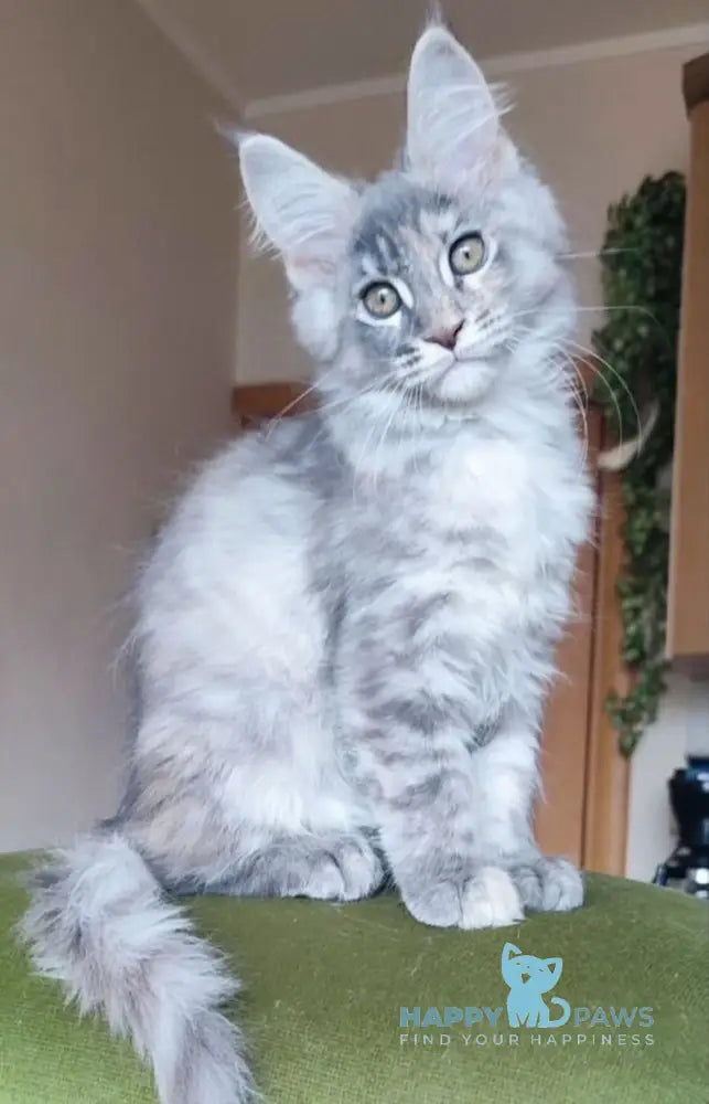 Nata Maine Coon female blue tortie live animals