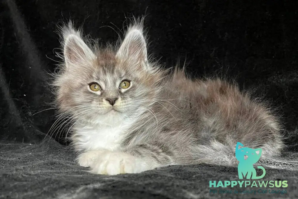 Natan Maine Coon male black silver tabby with white - live animals
