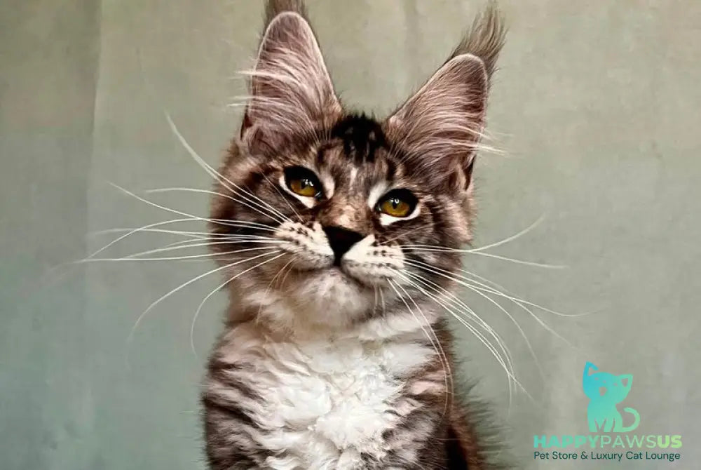Natan Maine Coon male black silver tabby with white - live animals
