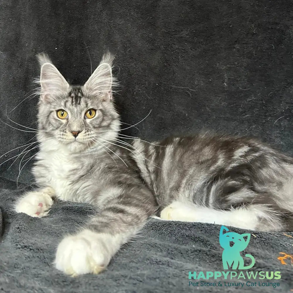 Natan Maine Coon male black silver tabby with white - live animals