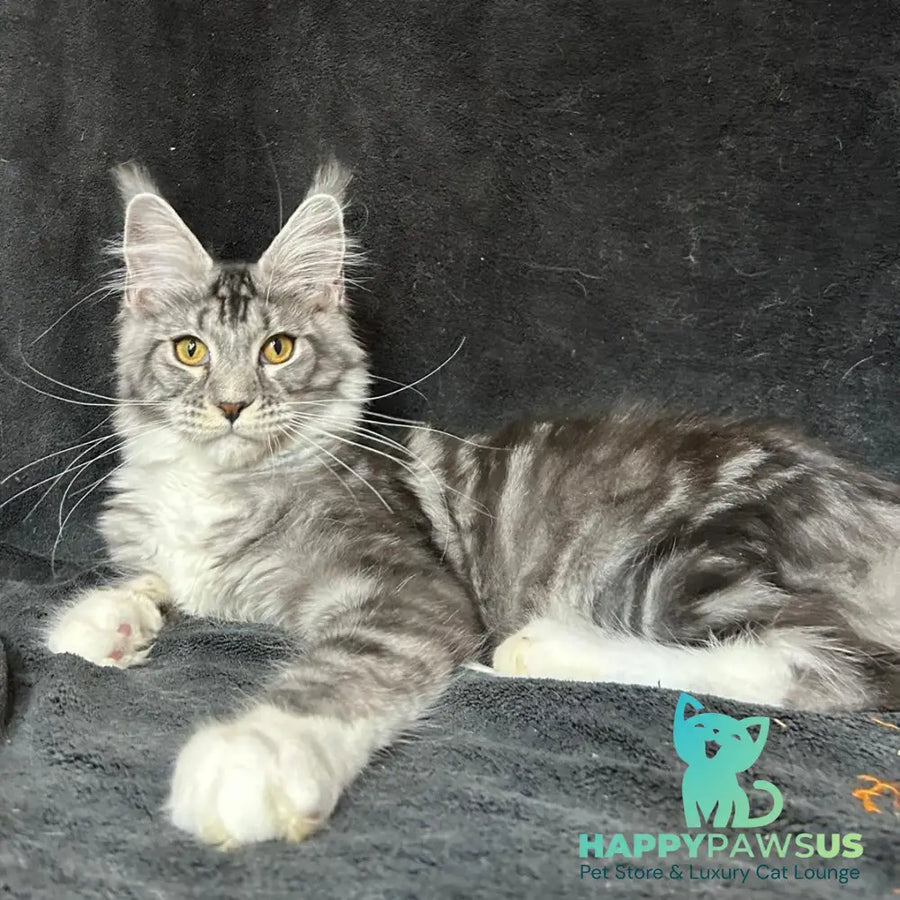 Natan Maine Coon male black silver tabby with white - live animals