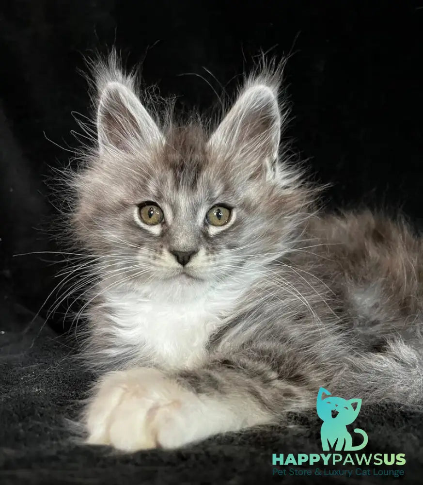 Natan Maine Coon male black silver tabby with white - live animals