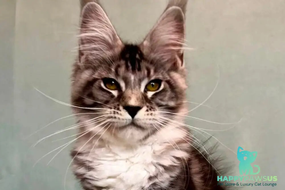 Natan Maine Coon male black silver tabby with white - live animals