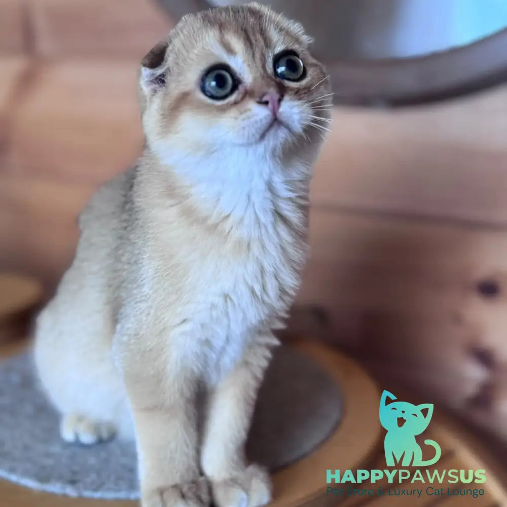 Natan Scottish Fold male black golden shaded - live animals