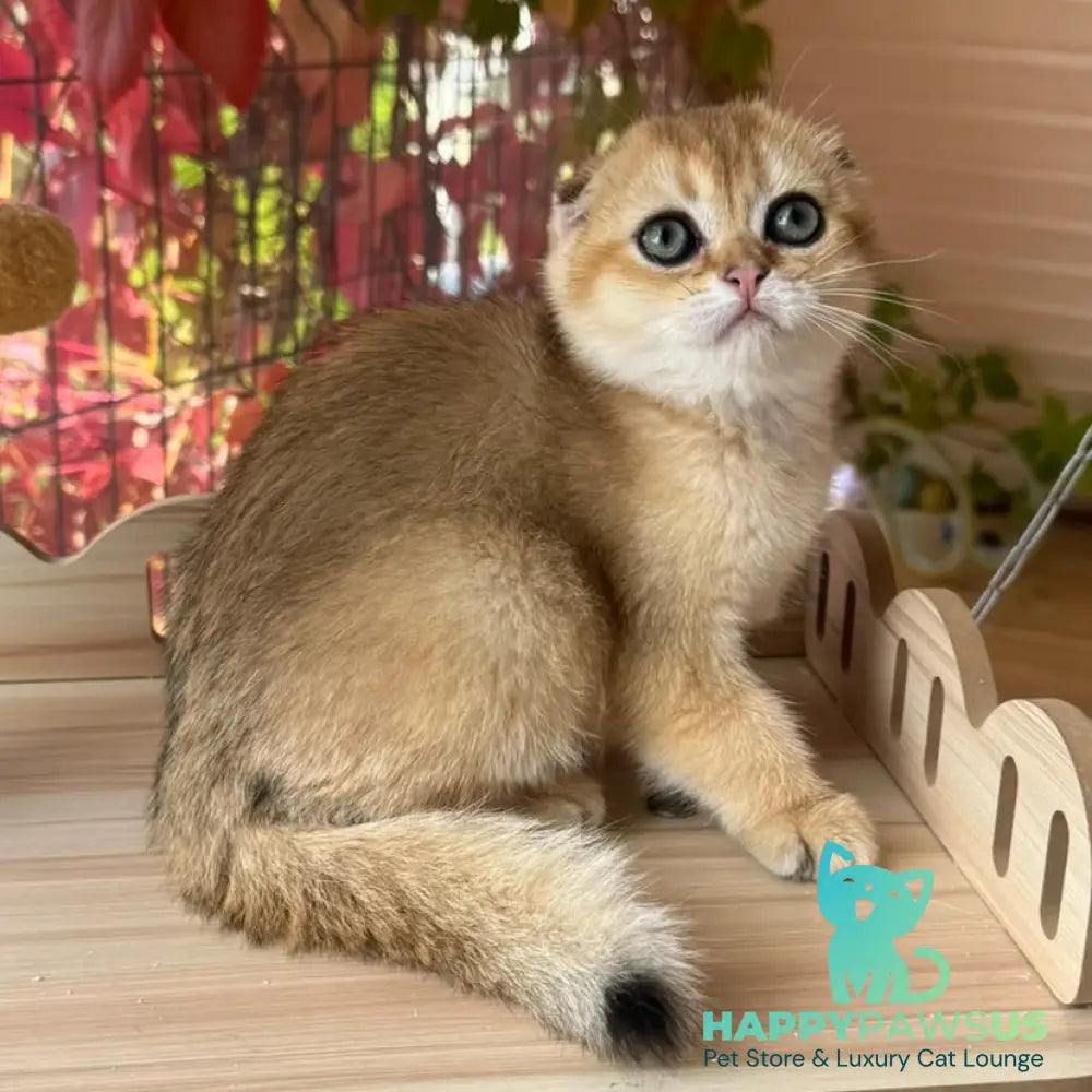 Natan Scottish Fold male black golden shaded - live animals