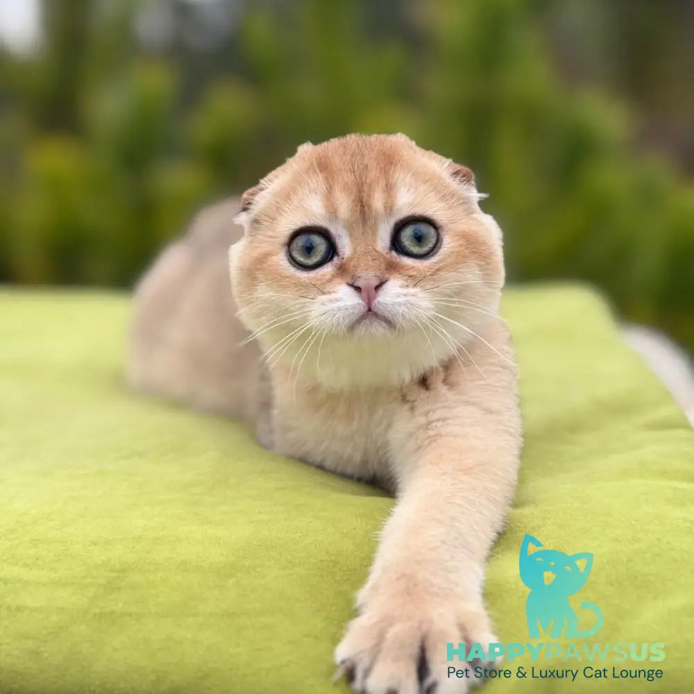 Natan Scottish Fold male black golden shaded - live animals