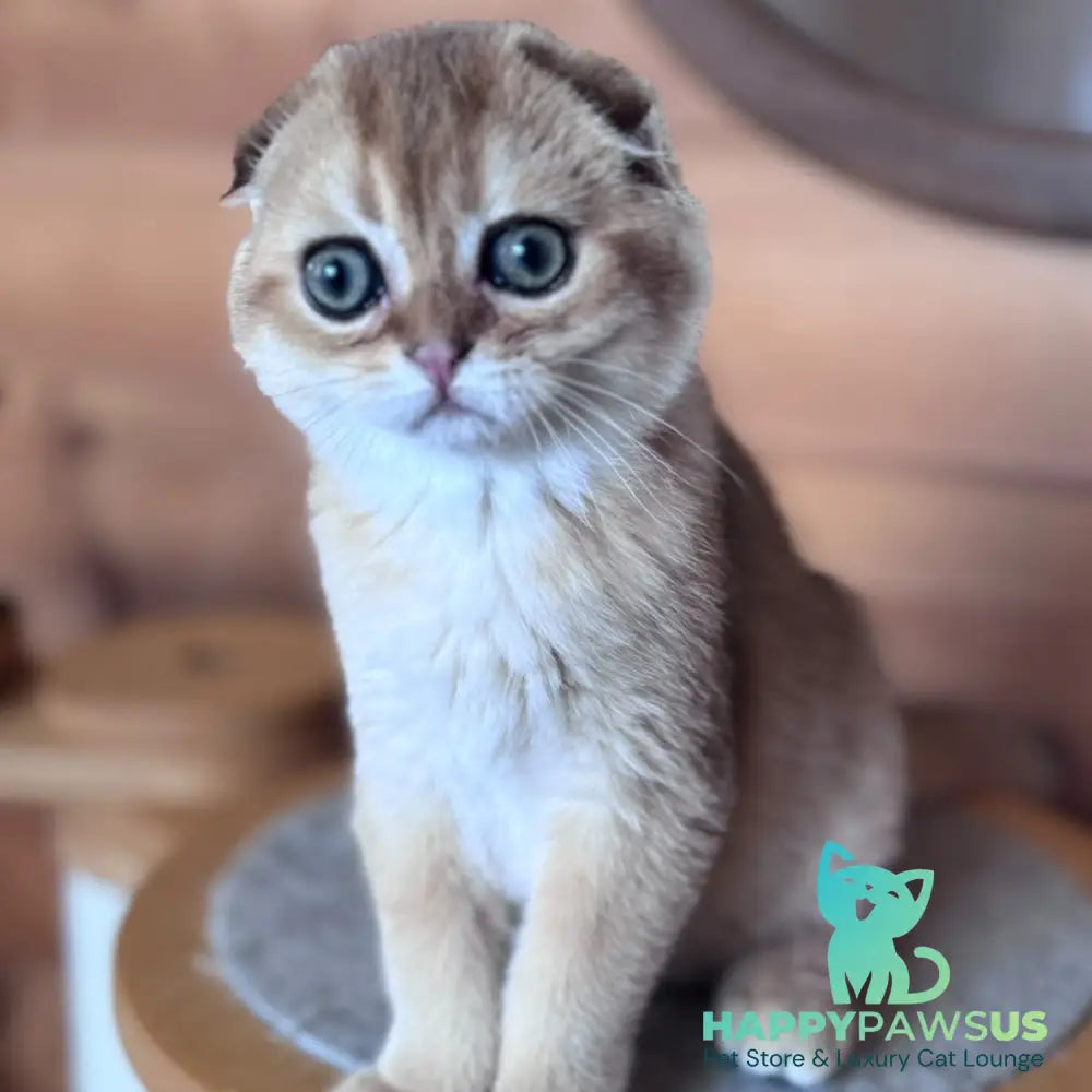 Natan Scottish Fold male black golden shaded - live animals