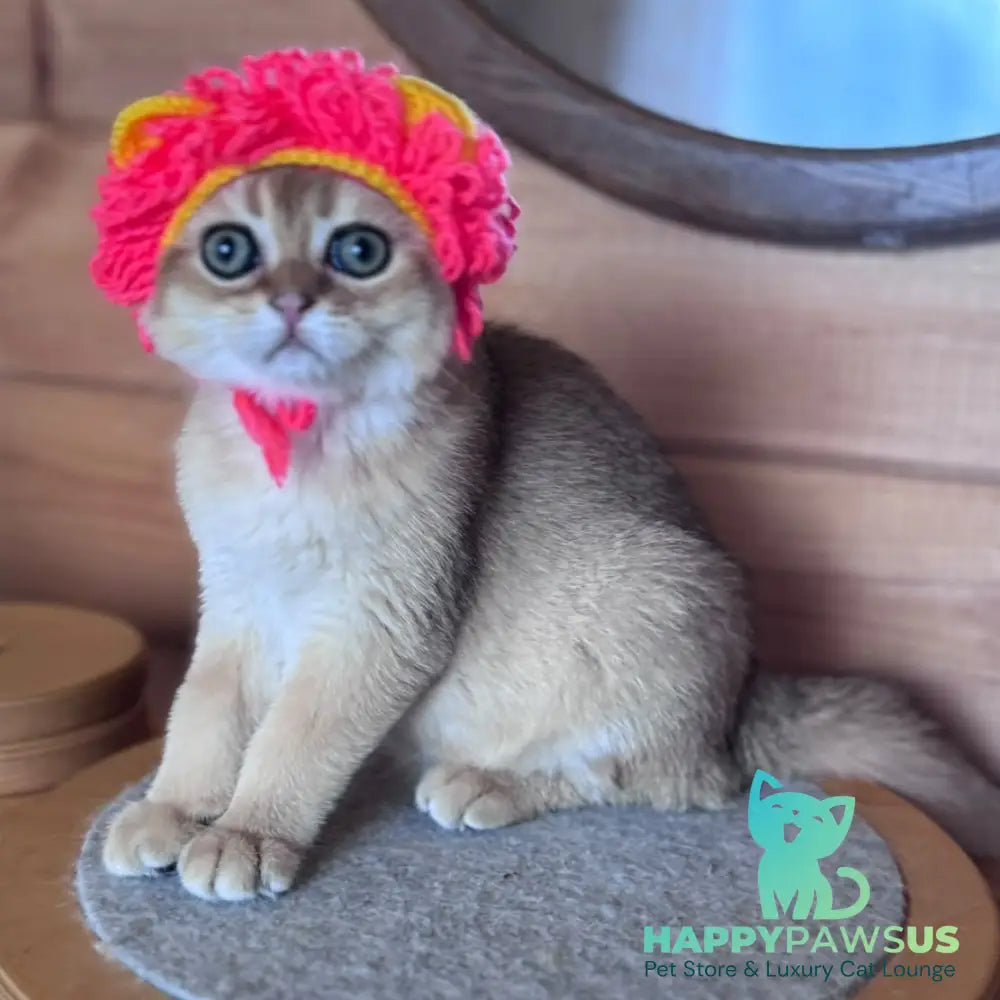 Natan Scottish Fold male black golden shaded - live animals