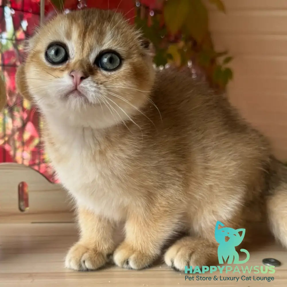 Natan Scottish Fold male black golden shaded - live animals