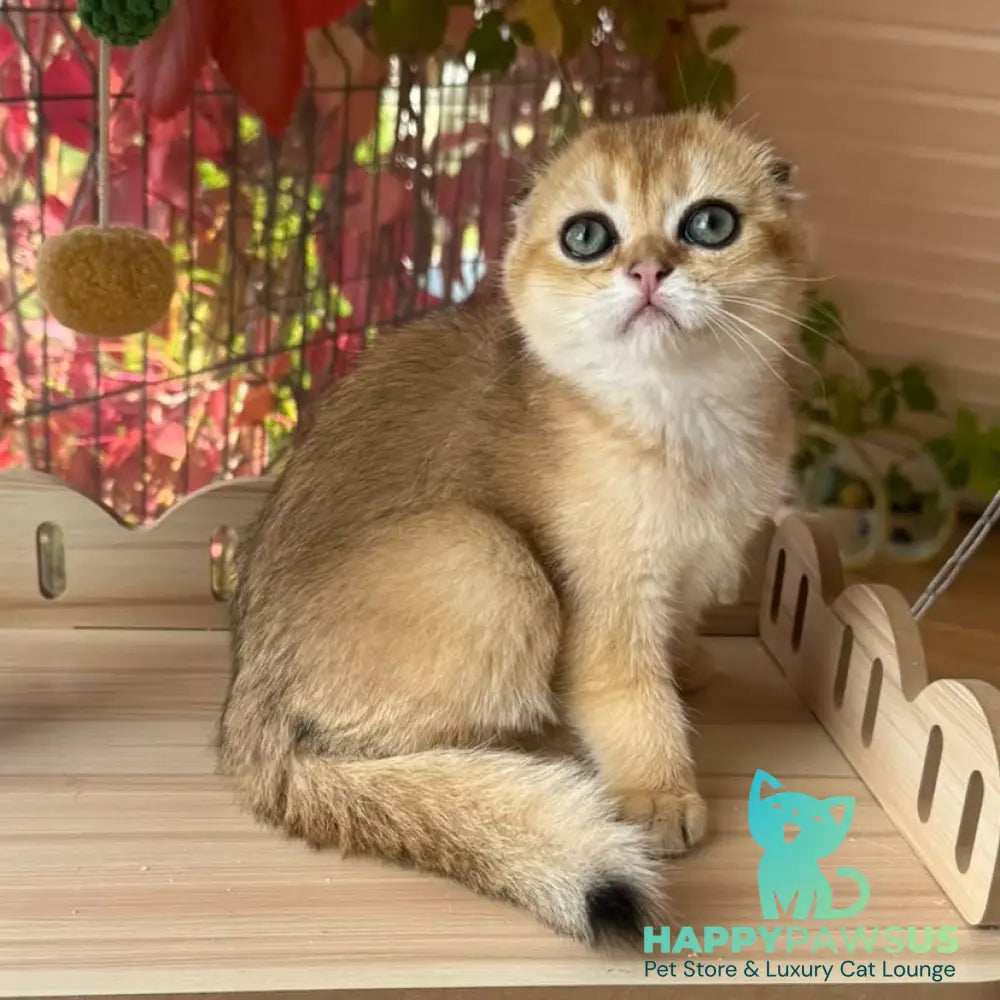 Natan Scottish Fold male black golden shaded - live animals