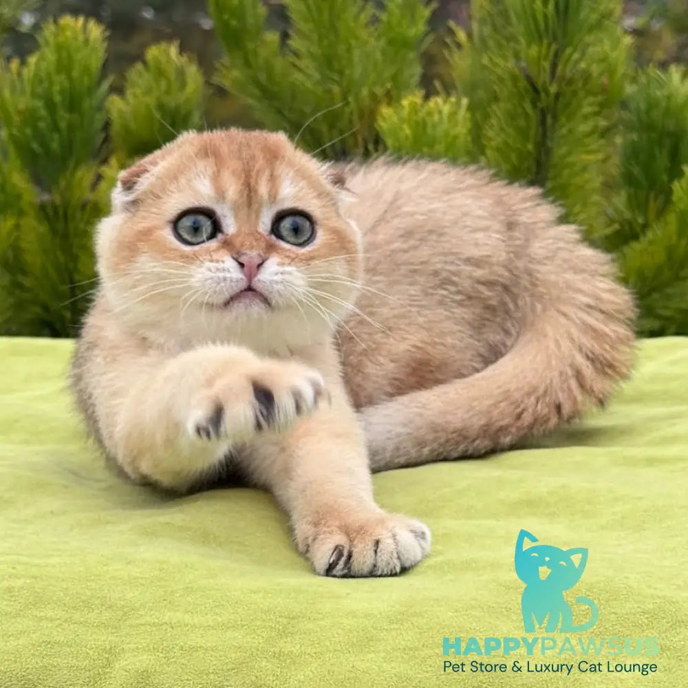 Natan Scottish Fold male black golden shaded - live animals