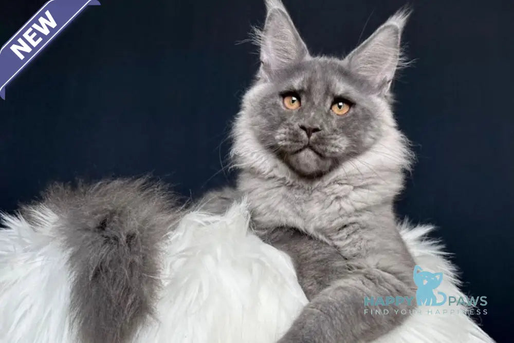 Nathan Maine Coon male blue smoke live animals