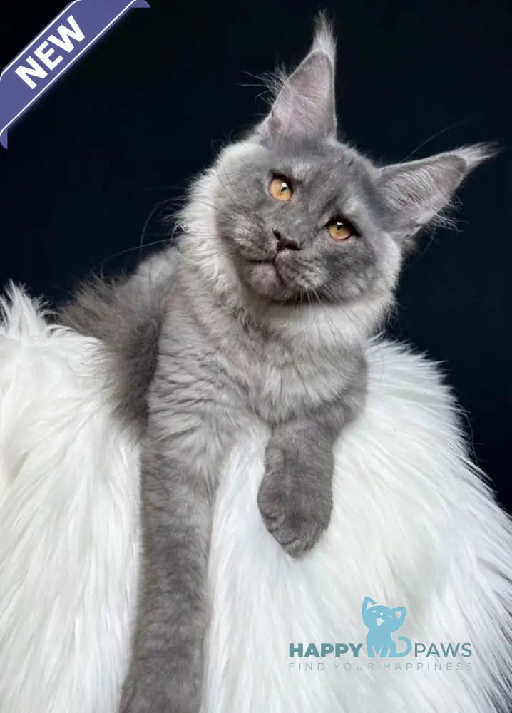 Nathan Maine Coon male blue smoke live animals
