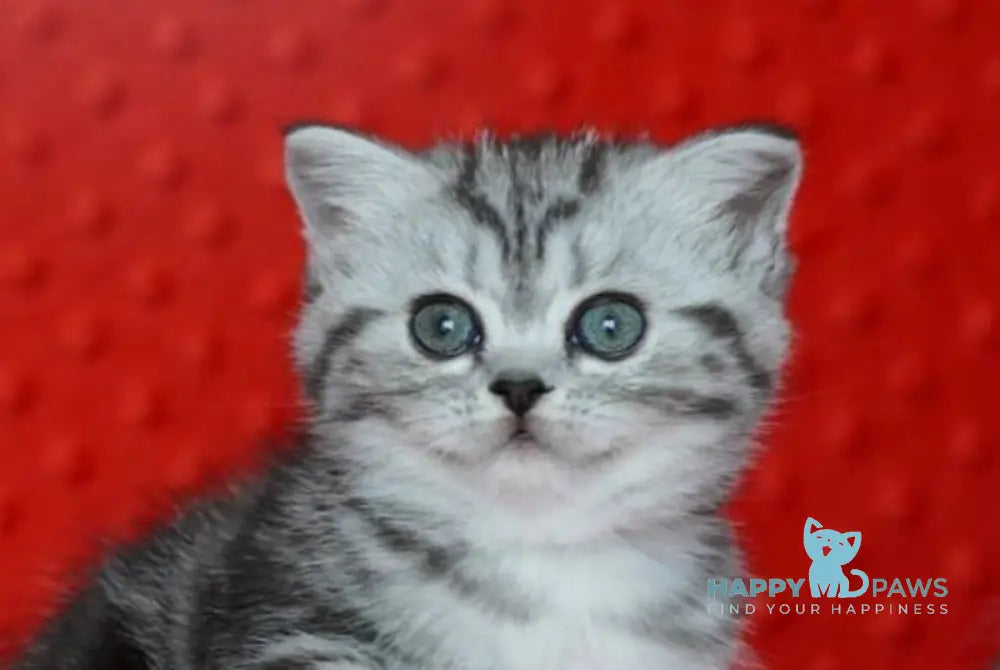 Natty Scottish Straight female black silver tabby live animals