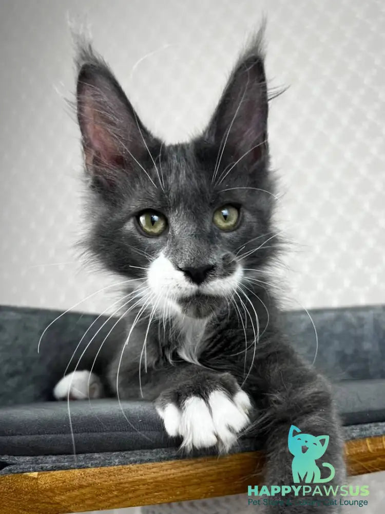 Nautilus Maine Coon male blue with white - live animals