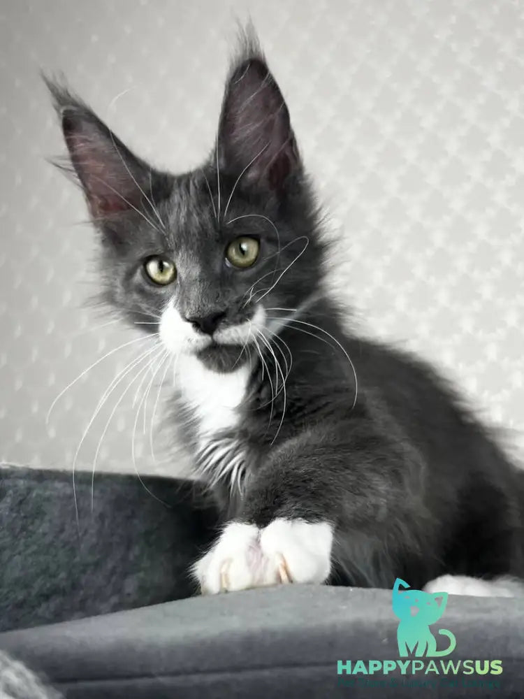 Nautilus Maine Coon male blue with white - live animals