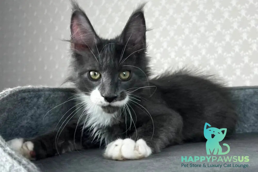 Nautilus Maine Coon male blue with white - live animals