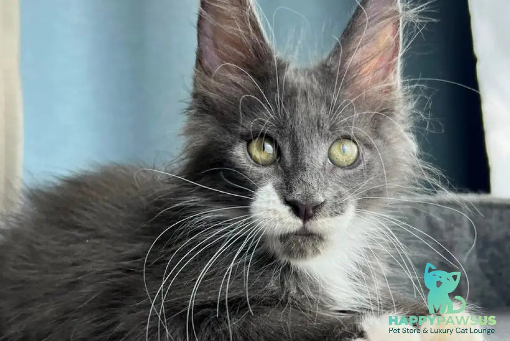Nautilus Maine Coon male blue with white - live animals