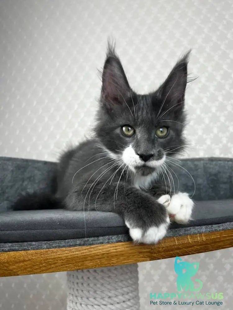 Nautilus Maine Coon male blue with white - live animals