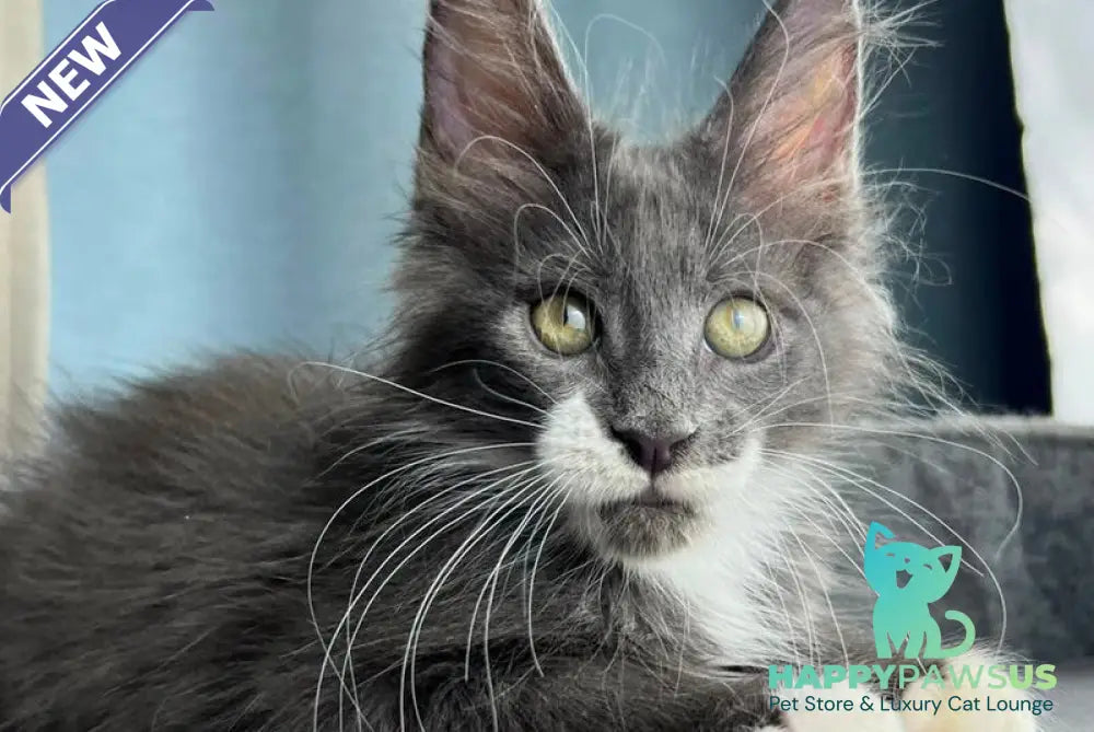 Nautilus Maine Coon male blue with white - live animals
