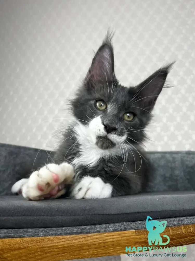 Nautilus Maine Coon male blue with white - live animals