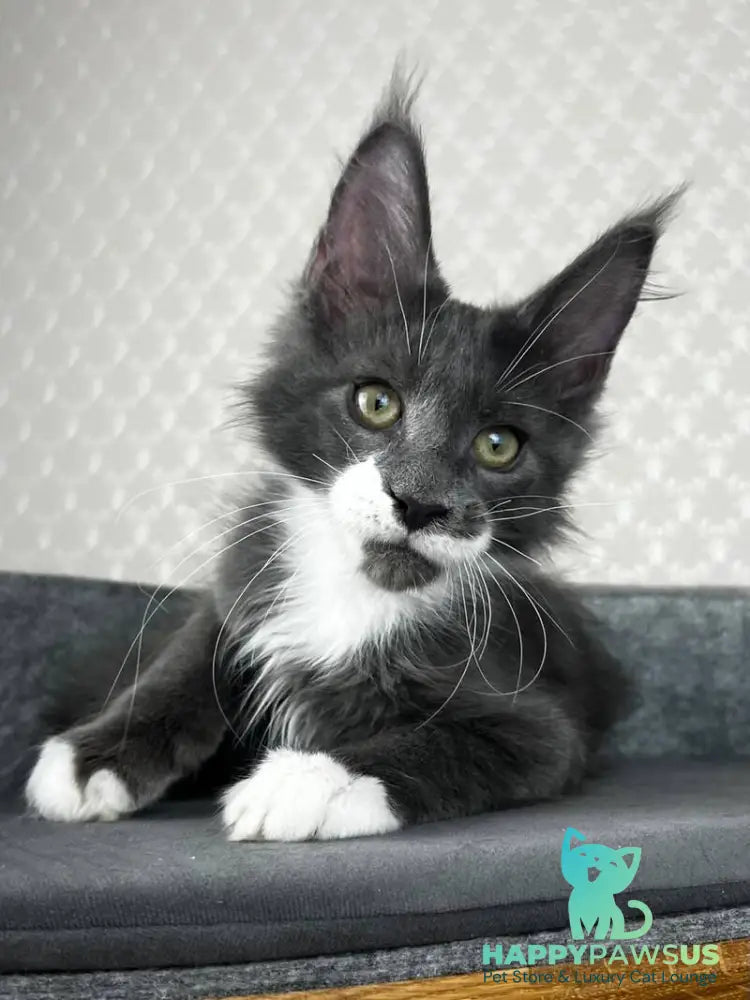 Nautilus Maine Coon male blue with white - live animals