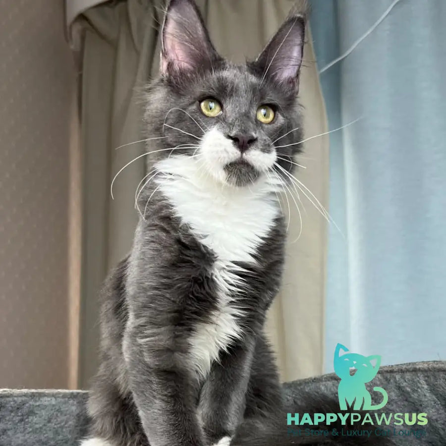 Nautilus Maine Coon male blue with white - live animals