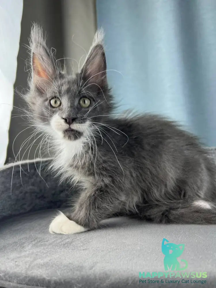 Nautilus Maine Coon male blue with white - live animals