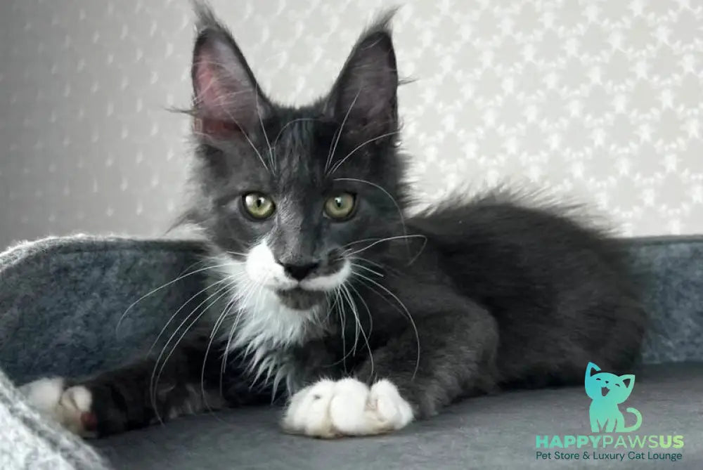 Nautilus Maine Coon male blue with white - live animals