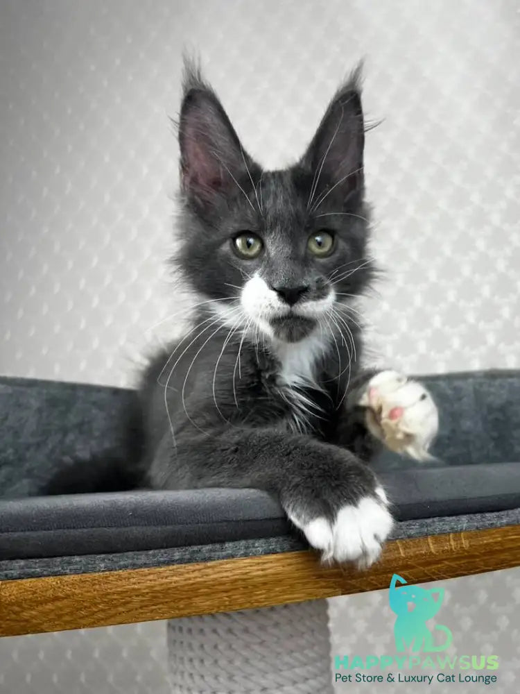 Nautilus Maine Coon male blue with white - live animals