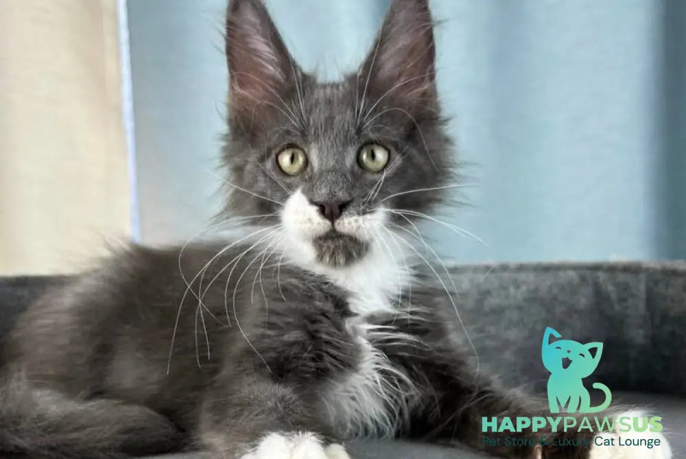 Nautilus Maine Coon male blue with white - live animals