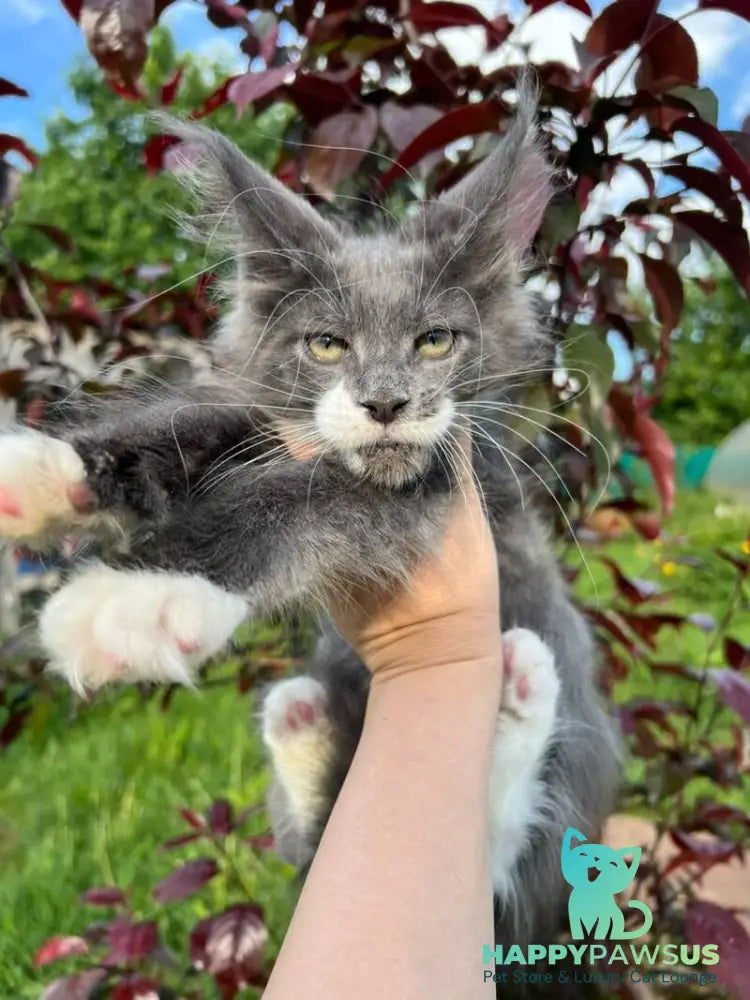 Nautilus Maine Coon male blue with white - live animals