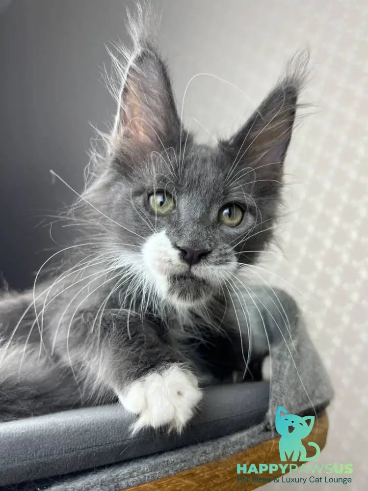 Nautilus Maine Coon male blue with white - live animals