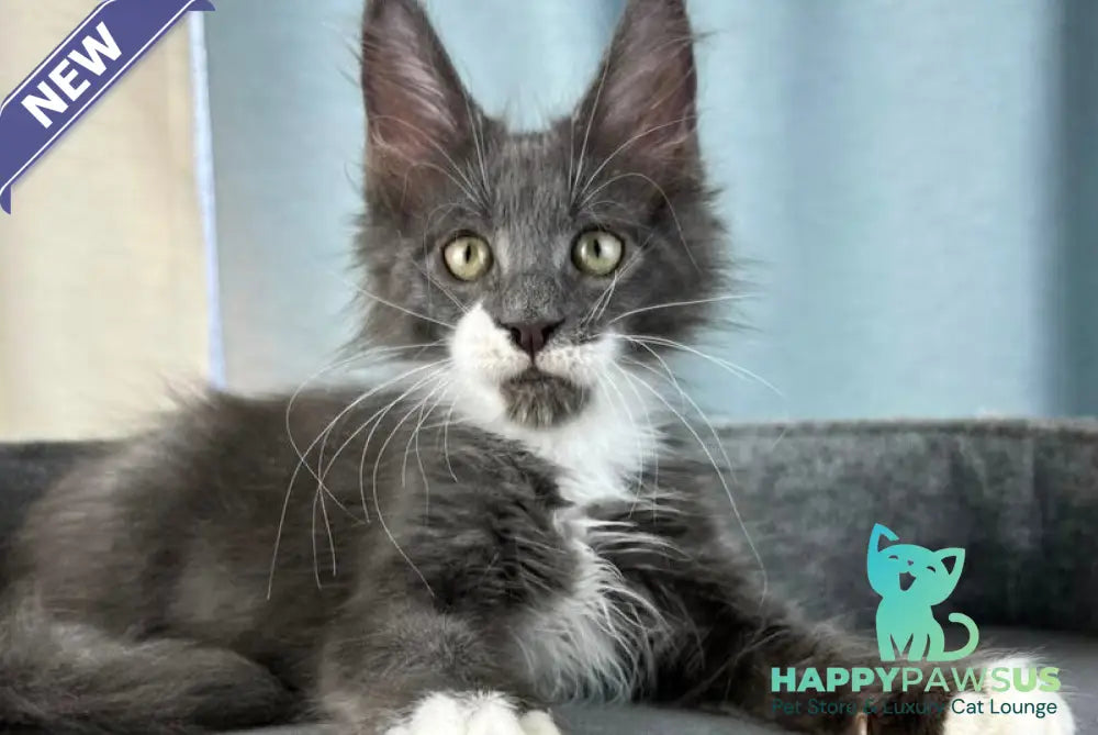 Nautilus Maine Coon male blue with white - live animals