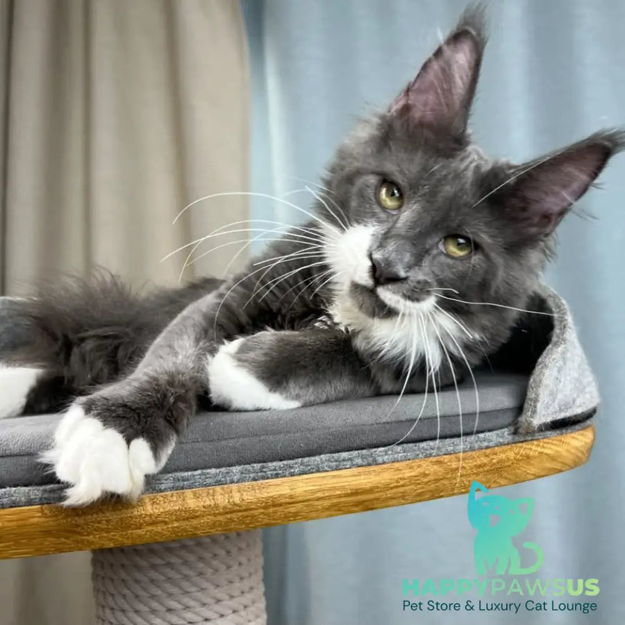 Nautilus Maine Coon male blue with white - live animals