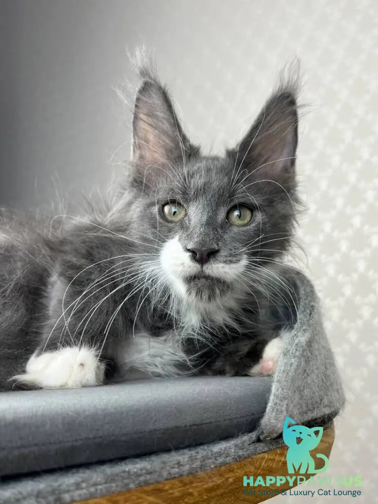 Nautilus Maine Coon male blue with white - live animals