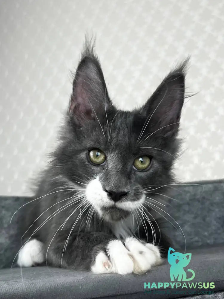 Nautilus Maine Coon male blue with white - live animals