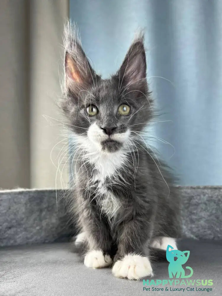 Nautilus Maine Coon male blue with white - live animals