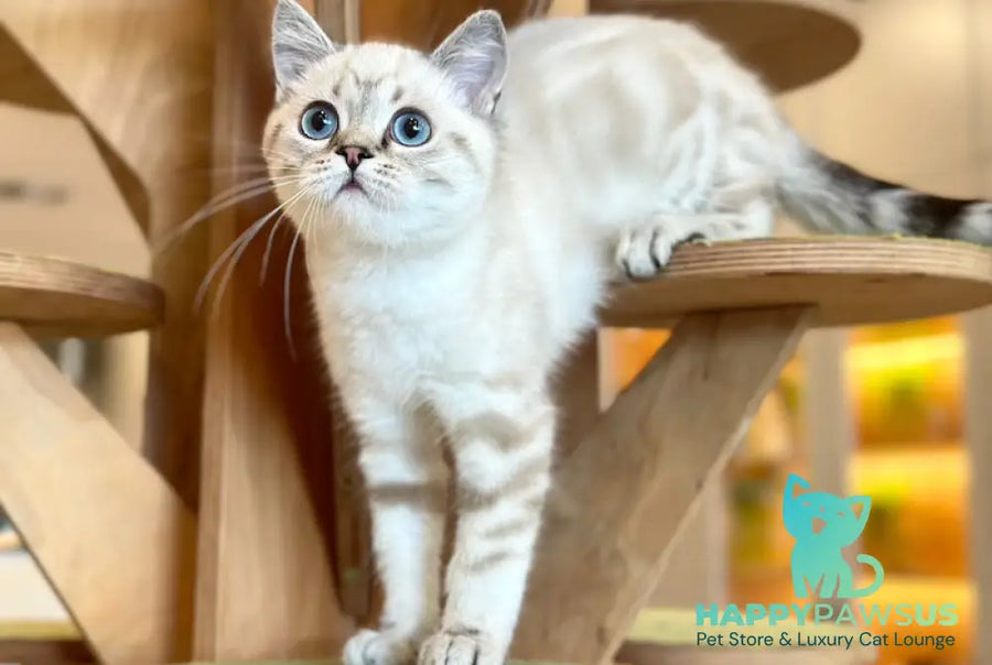 Navarro British Shorthair male black tabby pointed - live animals