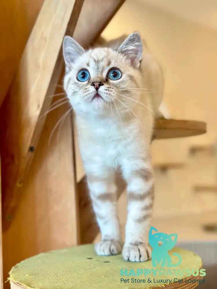 Navarro British Shorthair male black tabby pointed - live animals