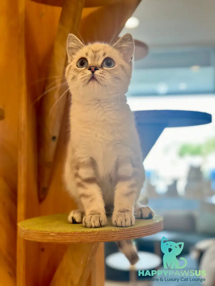 Navarro British Shorthair male black tabby pointed - live animals