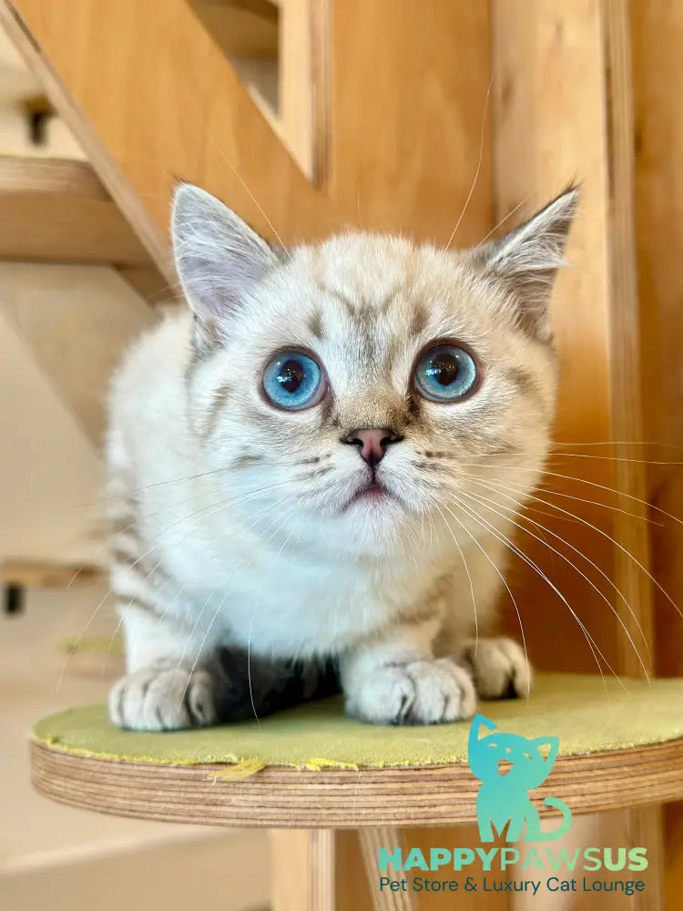 Navarro British Shorthair male black tabby pointed - live animals