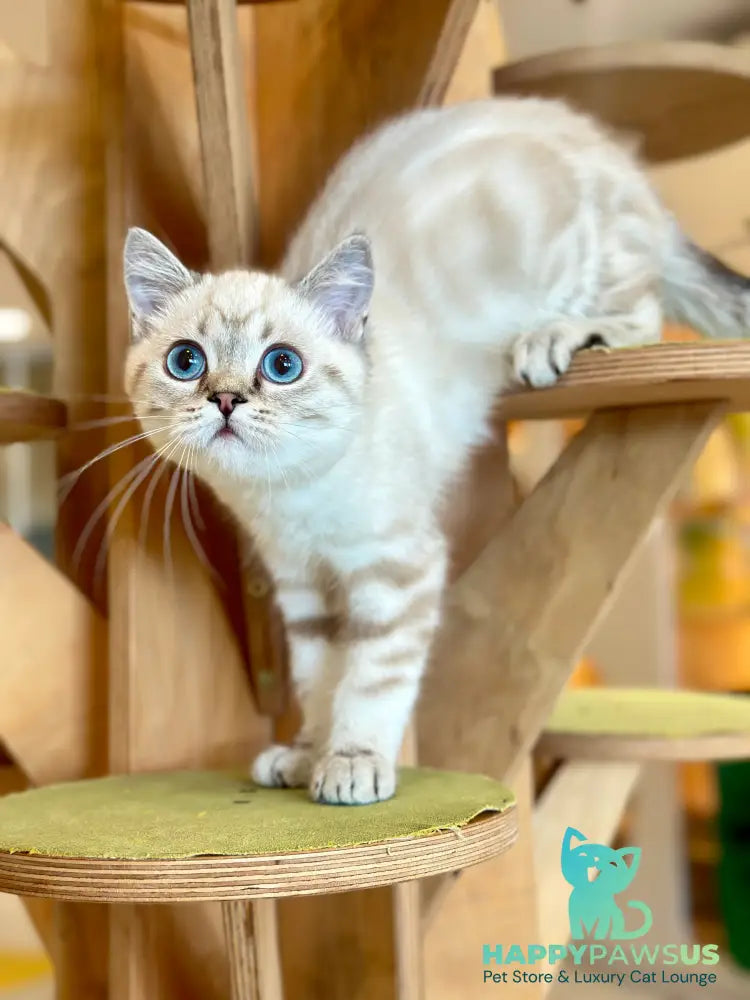 Navarro British Shorthair male black tabby pointed - live animals