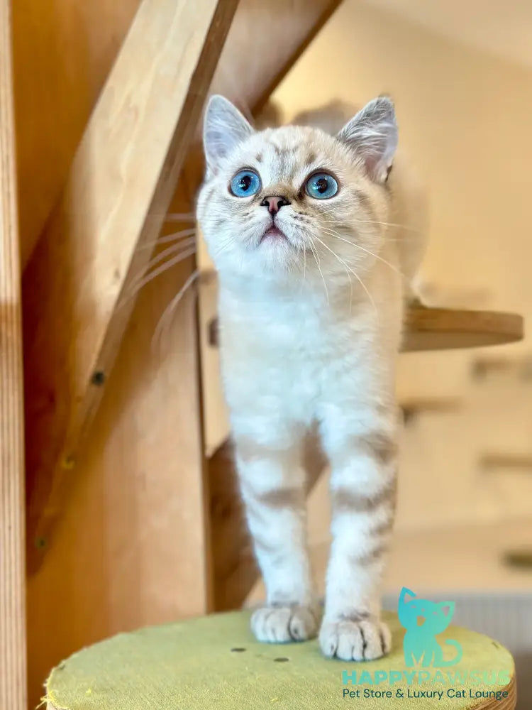 Navarro British Shorthair male black tabby pointed - live animals