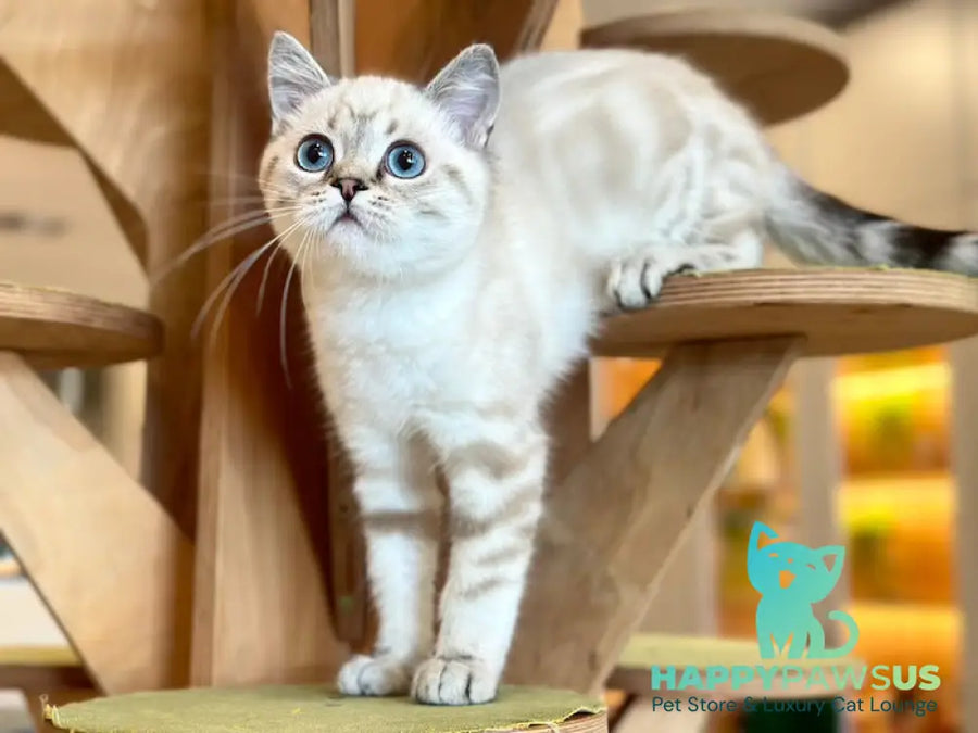 Navarro British Shorthair male black tabby pointed - live animals