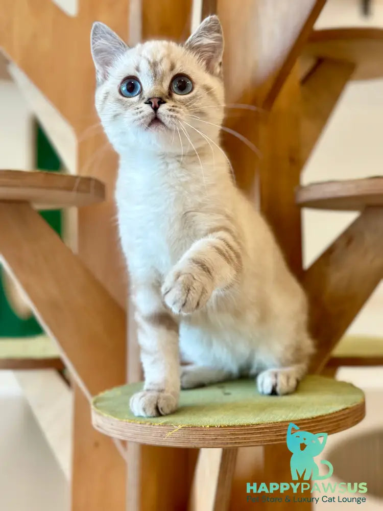 Navarro British Shorthair male black tabby pointed - live animals